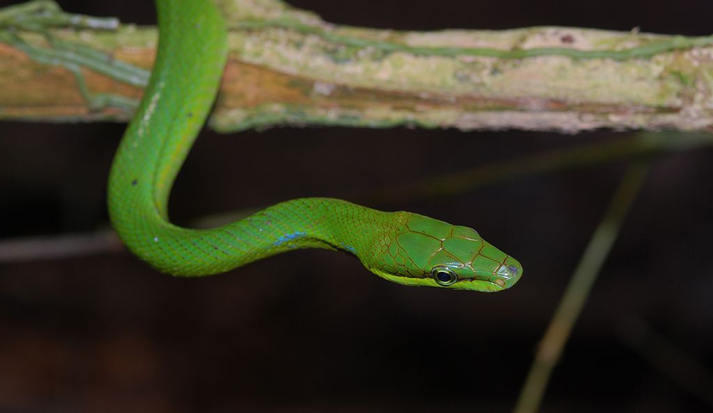 Gonyosoma oxycephala