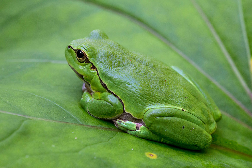 Hyla arborea