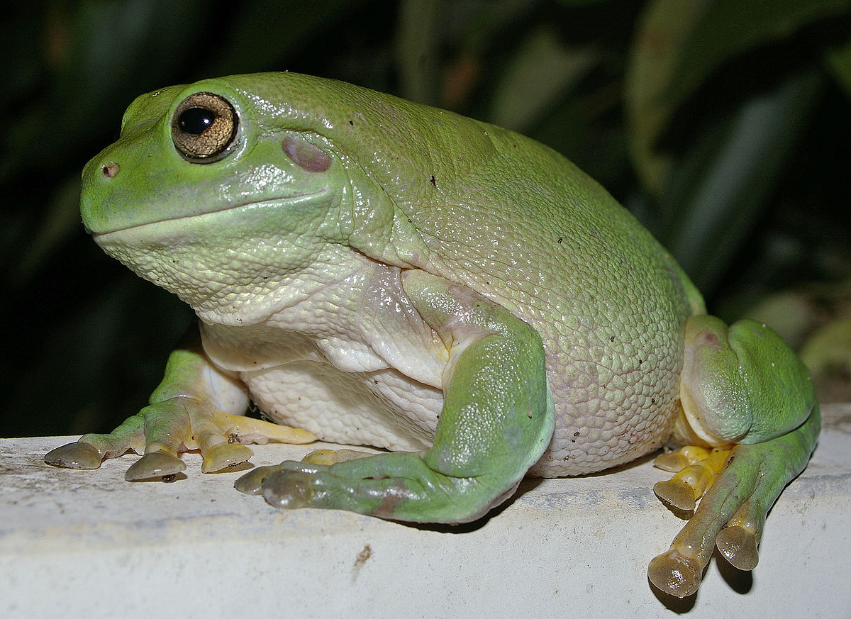 Hyla coerulea