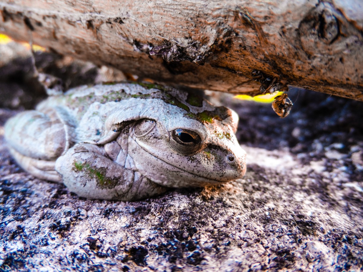 Hyla septentrionalis