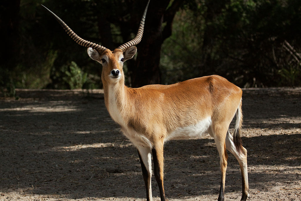 Kobus ellipsiprymnus