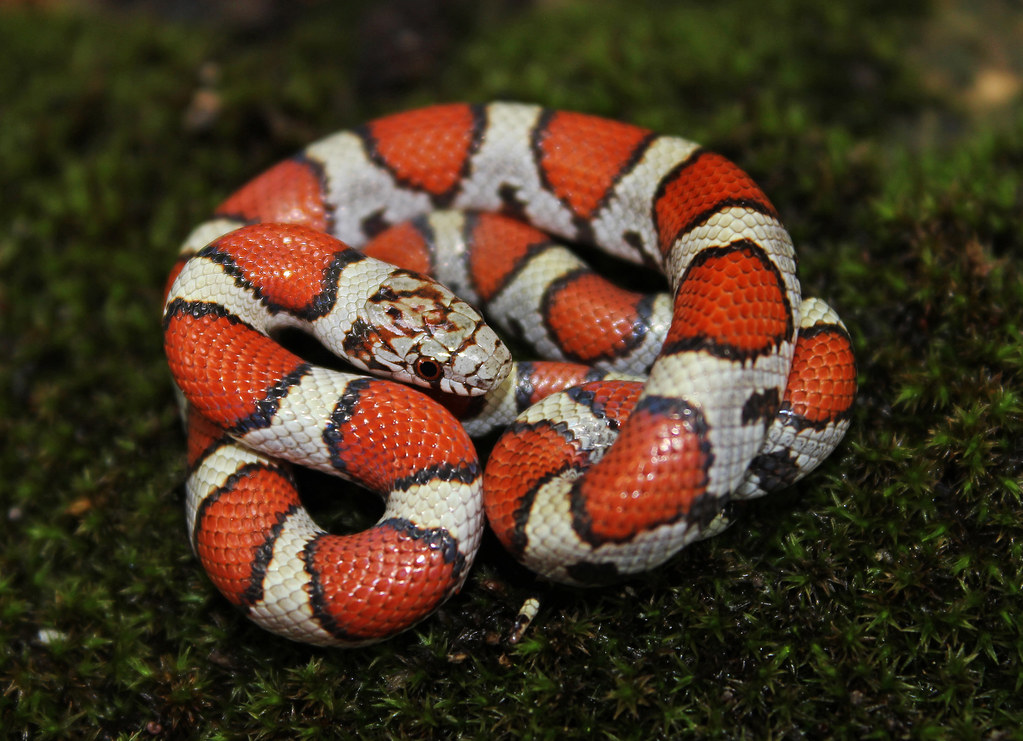 Lampropeltis triangulum