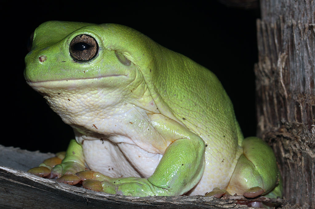 Litoria caerulea