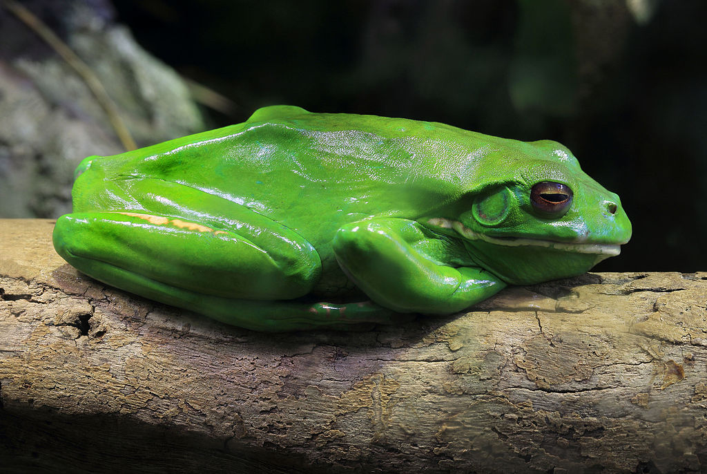 Litoria infrafrenata