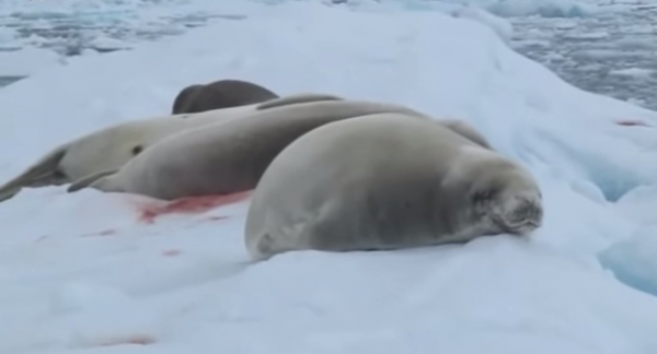 Foca mâncătoae de crabi, Lobodon carcinophagus