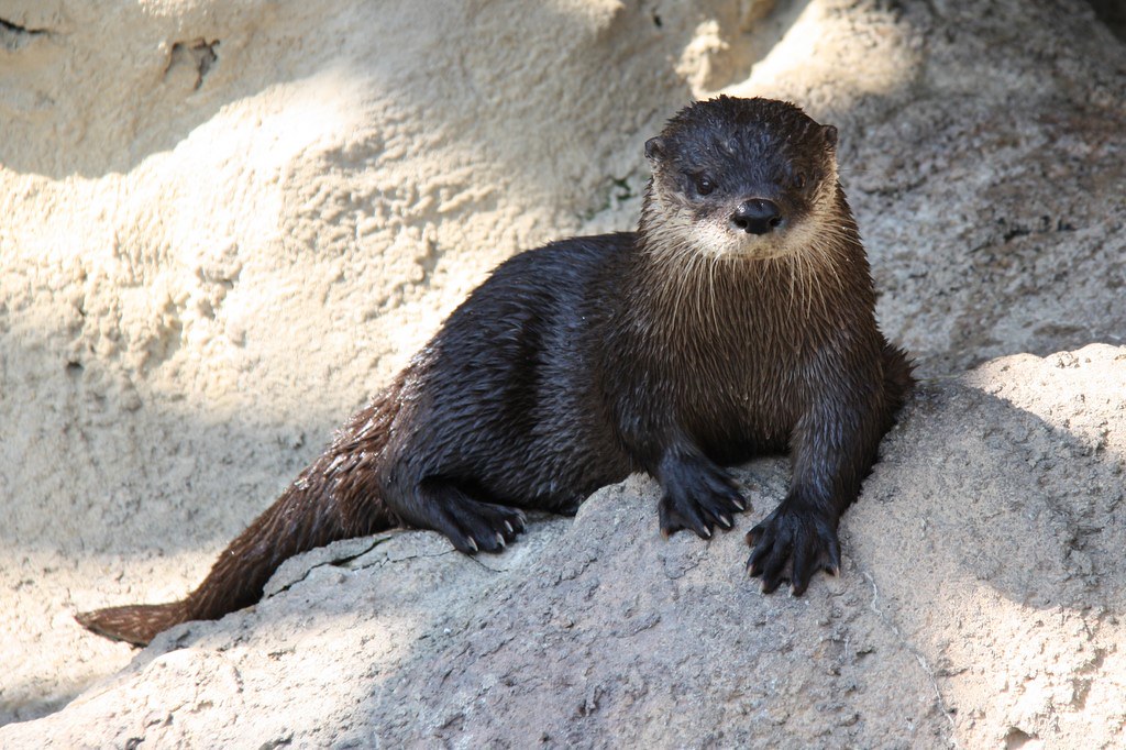 Lontra canadensis