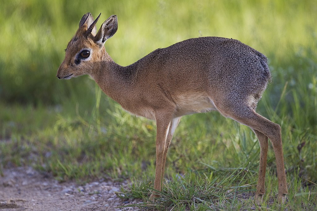 Madoqua kirkii