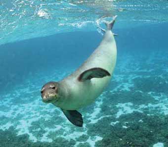Monachus monachus, Foto: greek-islands.u