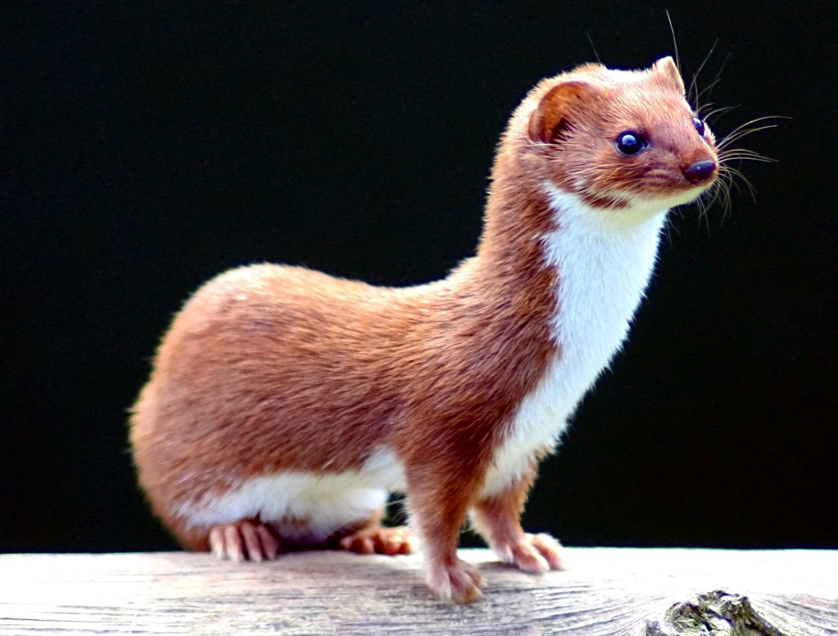 Mustela nivalis