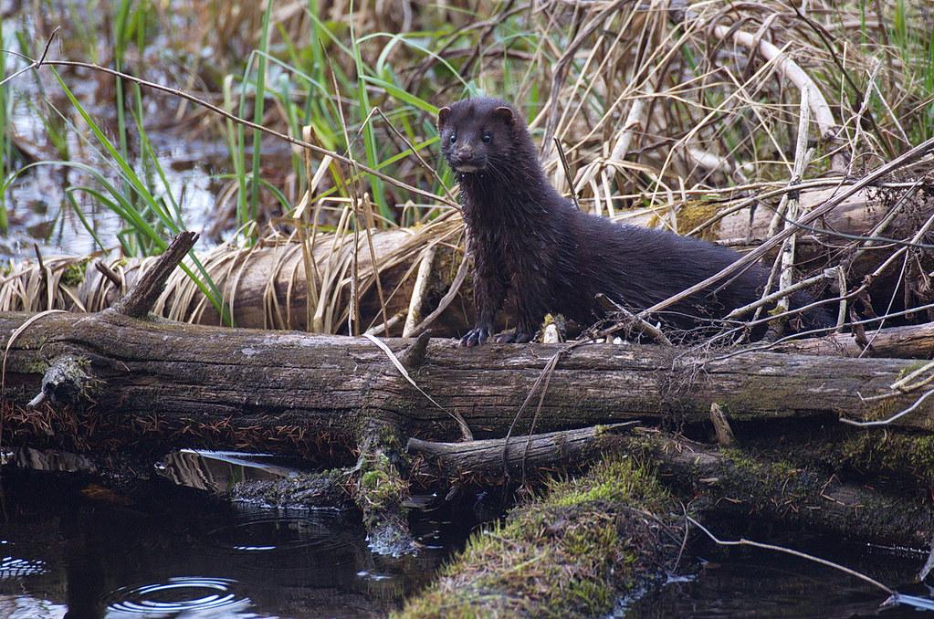 Mustela vison