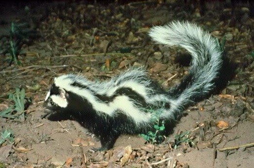 Mustelide – Zorilla (Ictonyx striatus), Foto: africanet.net
