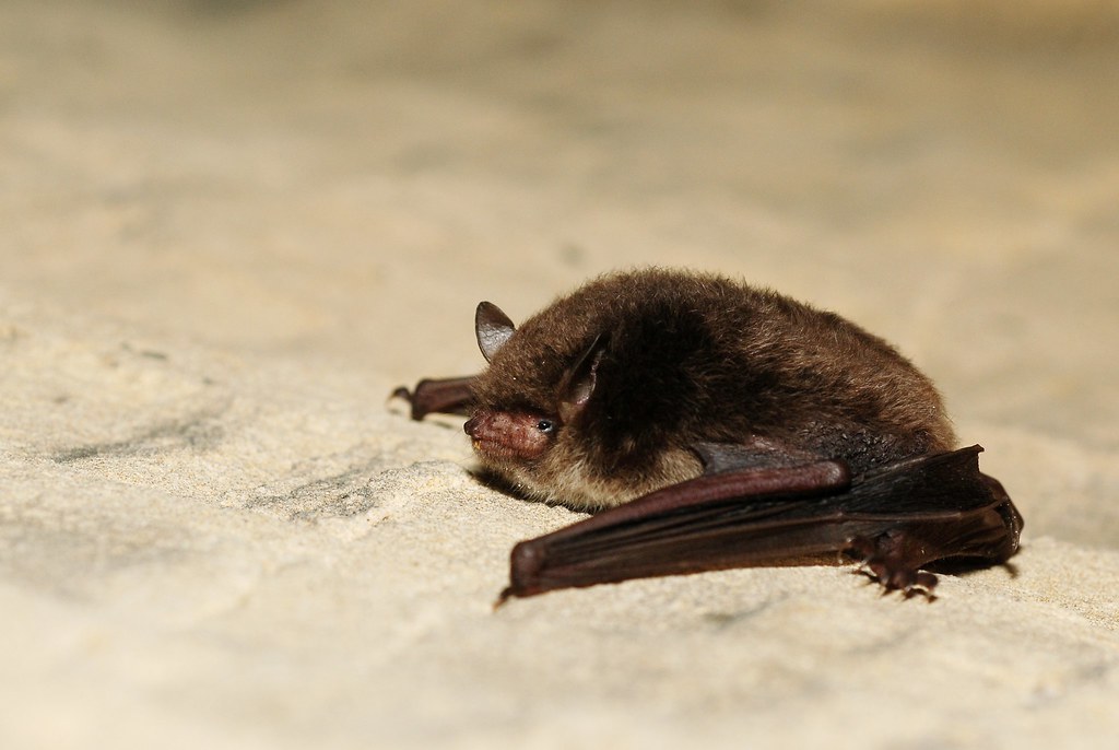 Myotis daubentonii