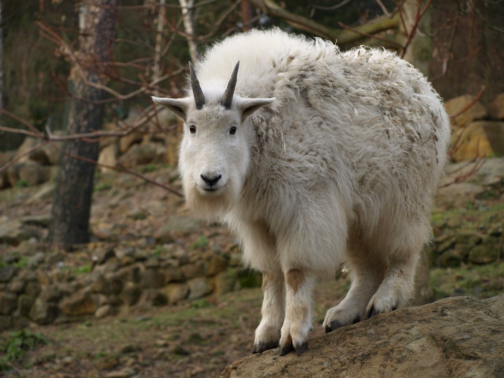 Oreamnos americanus