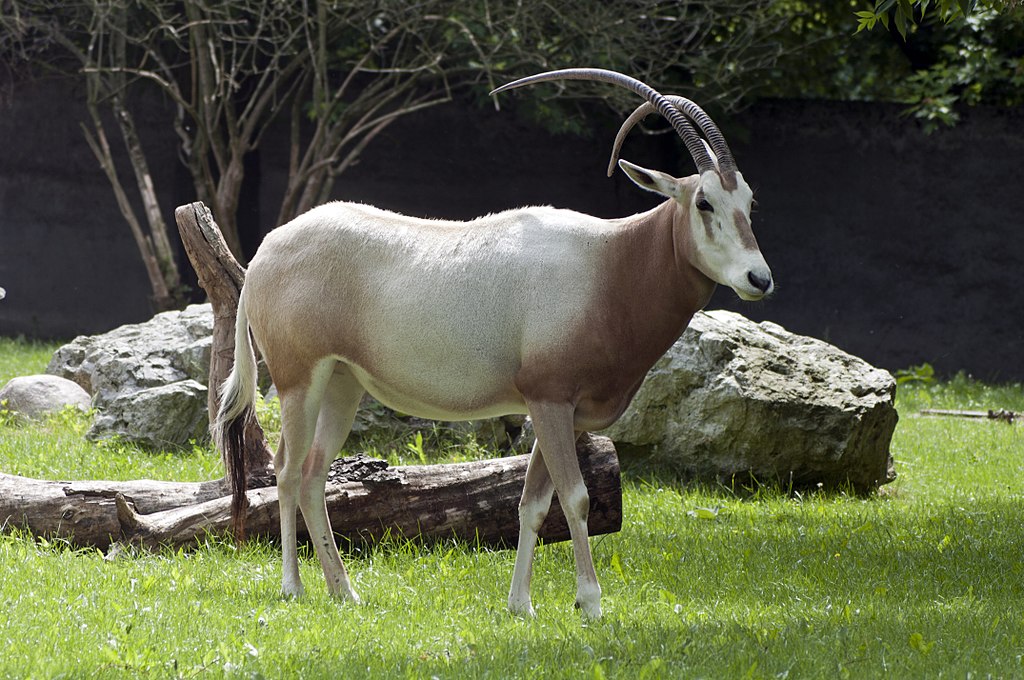 Oryx dammah