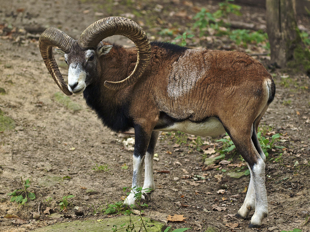 Ovis orientalis