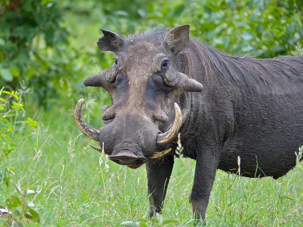 Phacochoerus africanu