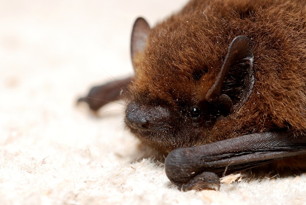 Pipistrellus pipistrellus