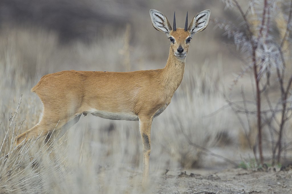 Raphicerus campestris