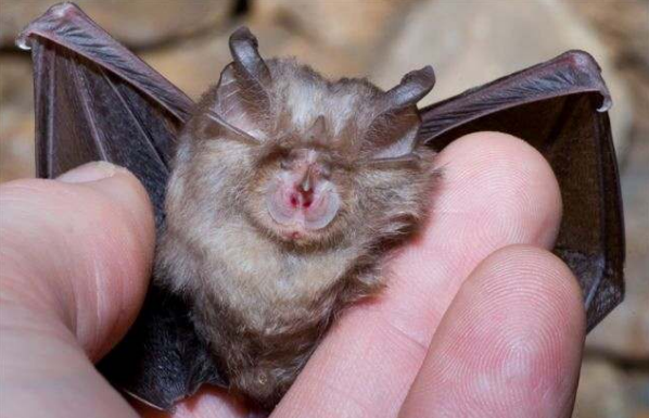 Liliacul mic cu potcoavă , Rhinolophus hipposideros, Foto: rolf-wellinghorst.de