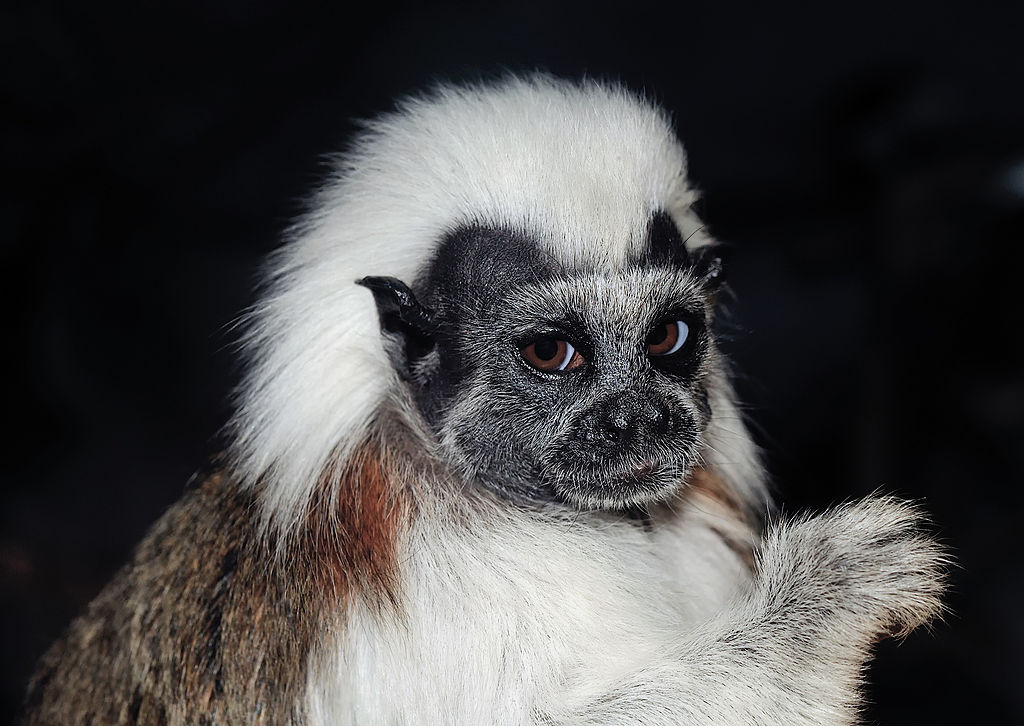 Saguinus vedipus