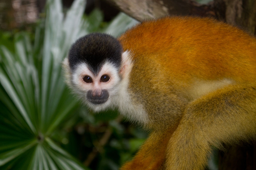 Saimiri boliviensis