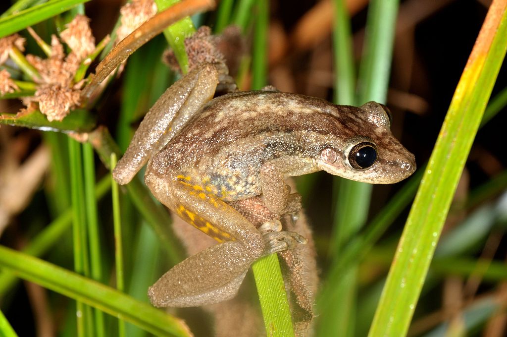 Scinax ruber