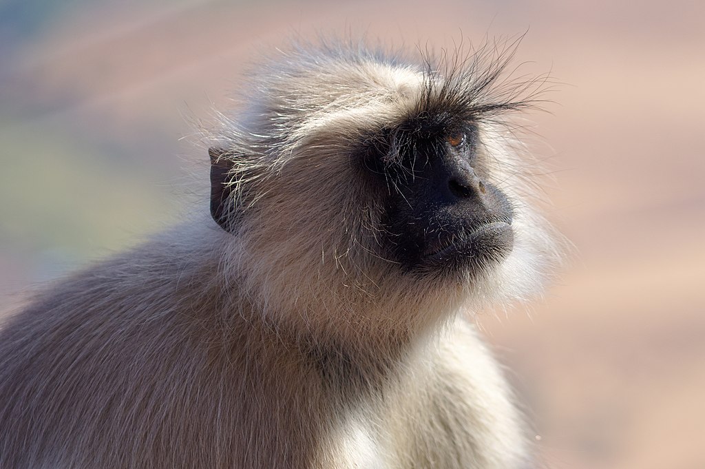 Semnopithecus entellus