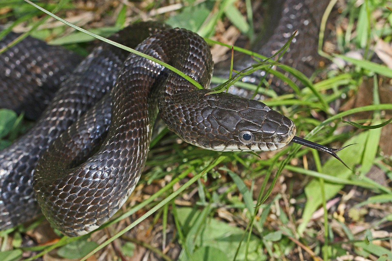 Specii de șerpi din familia Colubridae