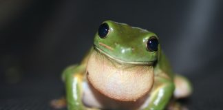 Specii fascinante de brotăcei, broaștele arboricole ale lumii Specii de brotăcei sau broaște de copac