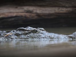 Specii de crocodilieni - aligatori, caimani și crocodili din toată lumea