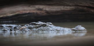 Specii fascinante de crocodilieni din întreaga lume Specii de crocodilieni - aligatori, caimani și crocodili din toată lumea