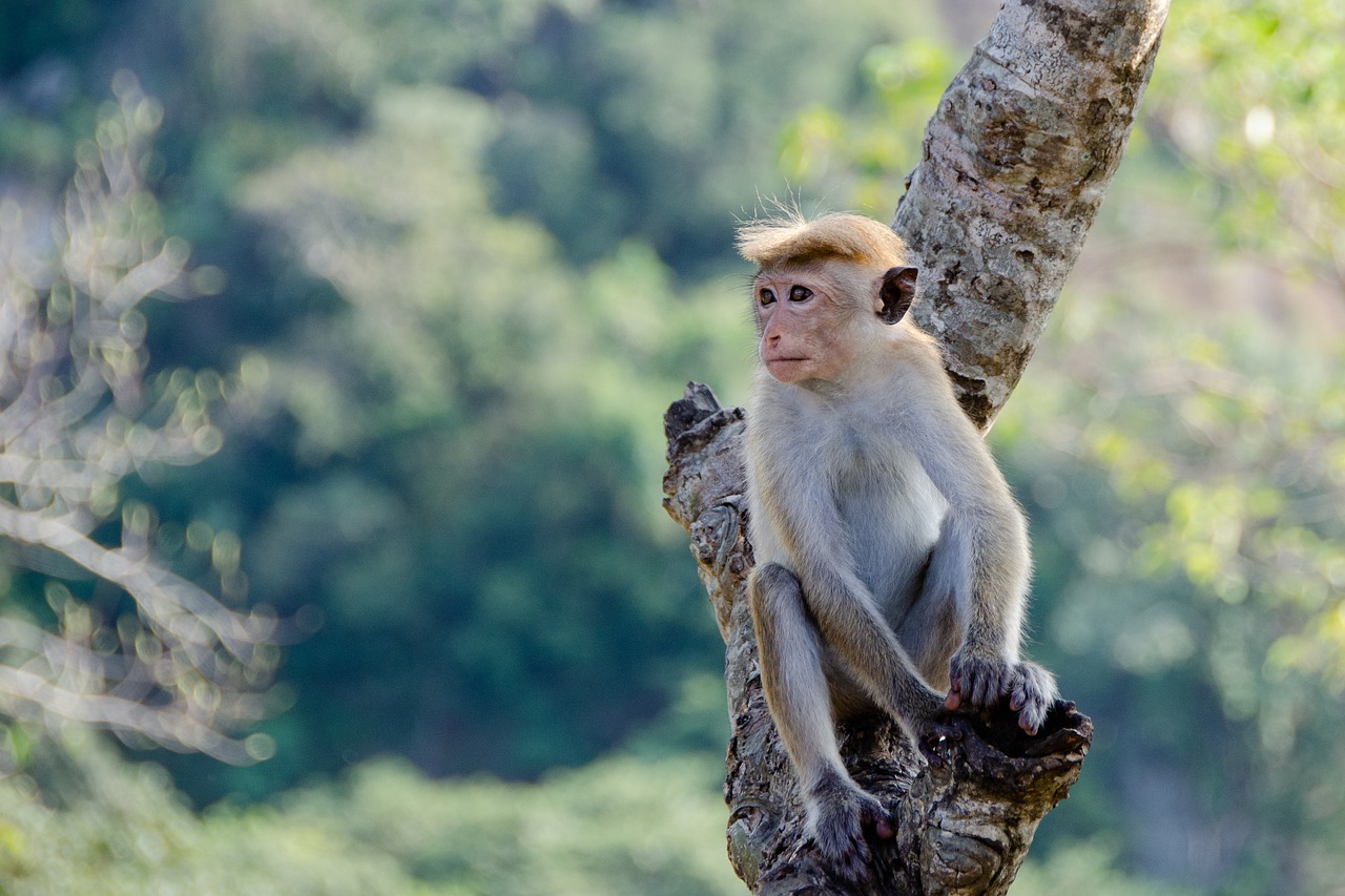 Specii de maimuțe din ordinul Primates, subordinul Haplorhini