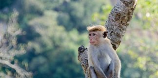 Specii fascinante de maimuțe din subordinul Haplorhini Specii de maimuțe din ordinul Primates, subordinul Haplorhini