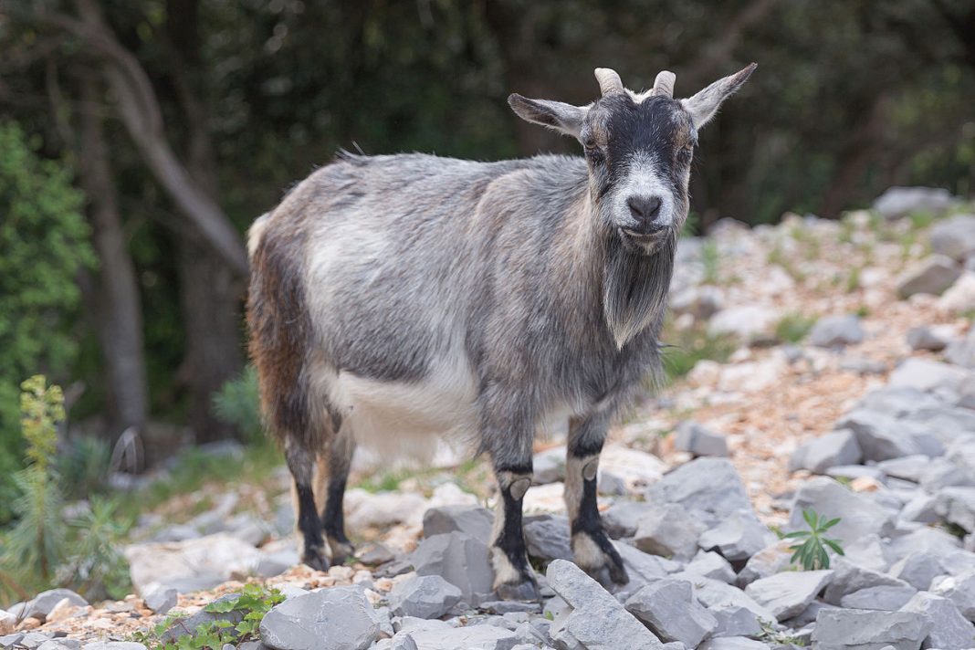 Specii de mamifere copitate - Bovine