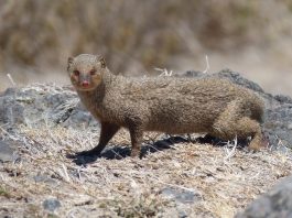 Specii de mustelide, mamifere carnivore din familia Mustelidae