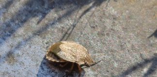 Specii de ploșnițe dăunătoare culturilor de cereale și impactul lor Specii de ploșnițe dăunătoare culturilor de cereale