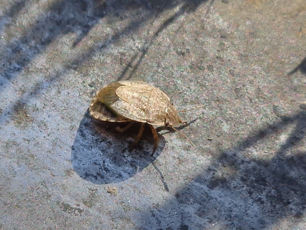 Specii de ploșnițe dăunătoare culturilor de cereale Specii de ploșnițe dăunătoare culturilor de cereale