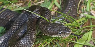 Specii de șerpi din familia Colubridae și trăsăturile lor unice Specii de șerpi din familia Colubridae