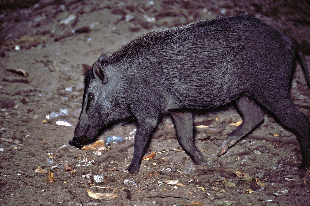 Sus scrofa