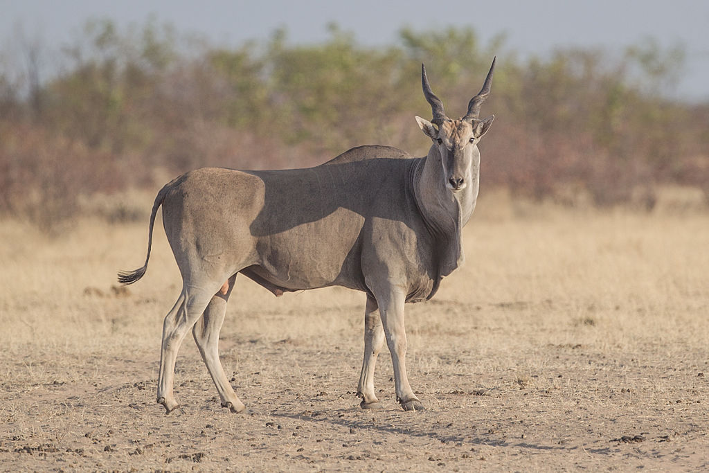 Taurotragus oryx