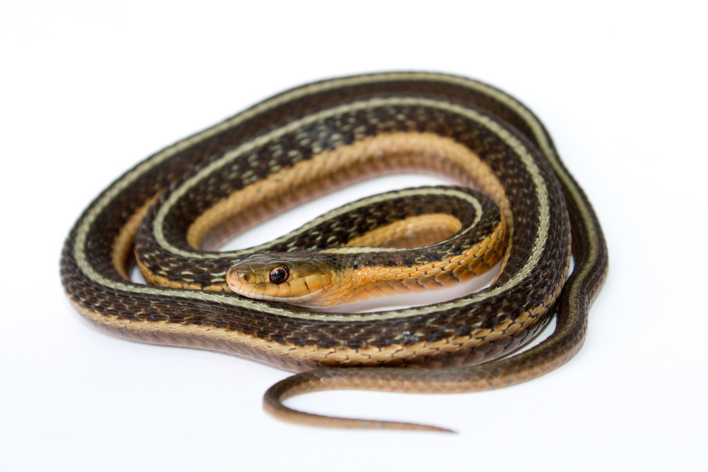 Thammophis sirtalis