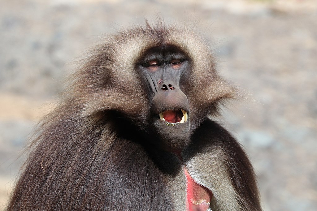 Theropithecus gelada