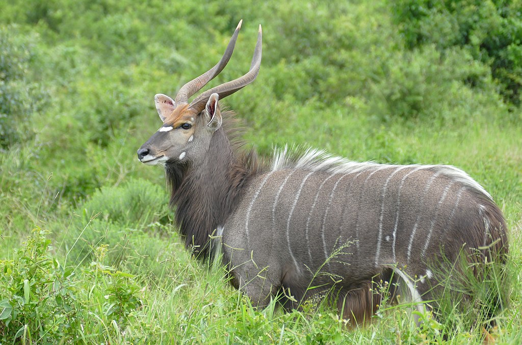 Tragelaphus angasi