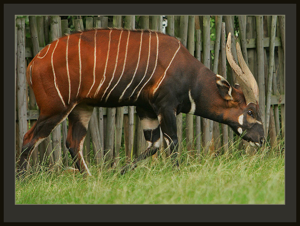 Tragelaphus euryceros