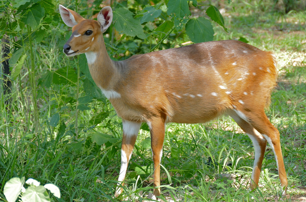 Tragelaphus scriptus