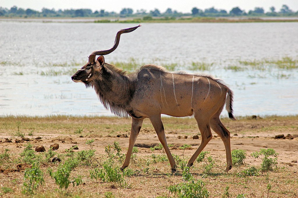 Tragelaphus strepsiceros