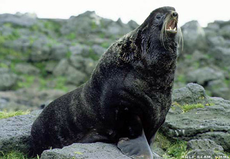 Ursul de mare - Callorhinus ursinus, Foto: marinebio.org
