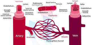 Vasele de sânge artificiale – în drum spre transplant Vasele de sânge artificiale