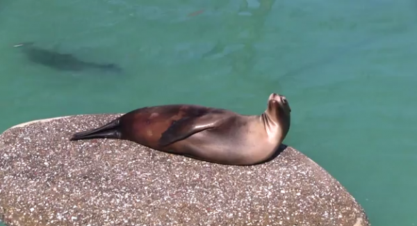 Leul de mare californian - Zalophus californianus