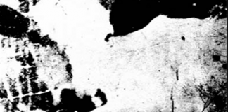 Iluzie optică – Ce animal se află în imagine ? Animal - Iluzie optică